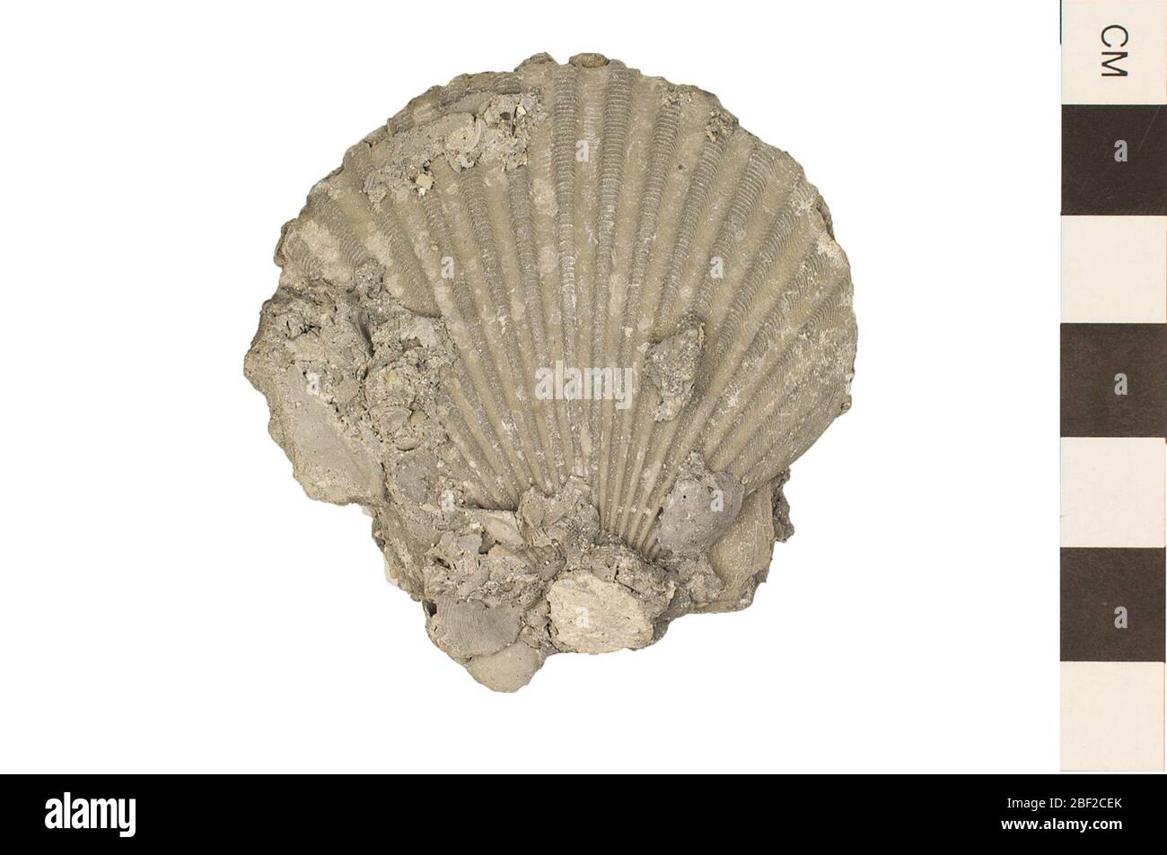 Almeja fosilizada fotografías e imágenes de alta resolución - Alamy