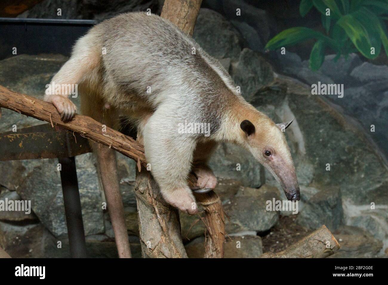 Tamandua del Sur. Anteater,Manny,Tamandua,especie: Tetradactyla,género: Tamandua,Familia: Myrmecophagidae,Orden: Pilosa,clase: Mammalia,Phylum: Chordata,Reino: Animalia,edentate,Xenarthara,Tamandua,SMH,Casa mamal,hembra,macho,AnteCollater,horizontal Foto de stock