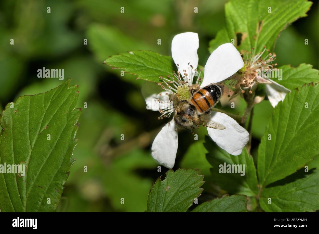 Polen de la abeja de miel. Foto de stock