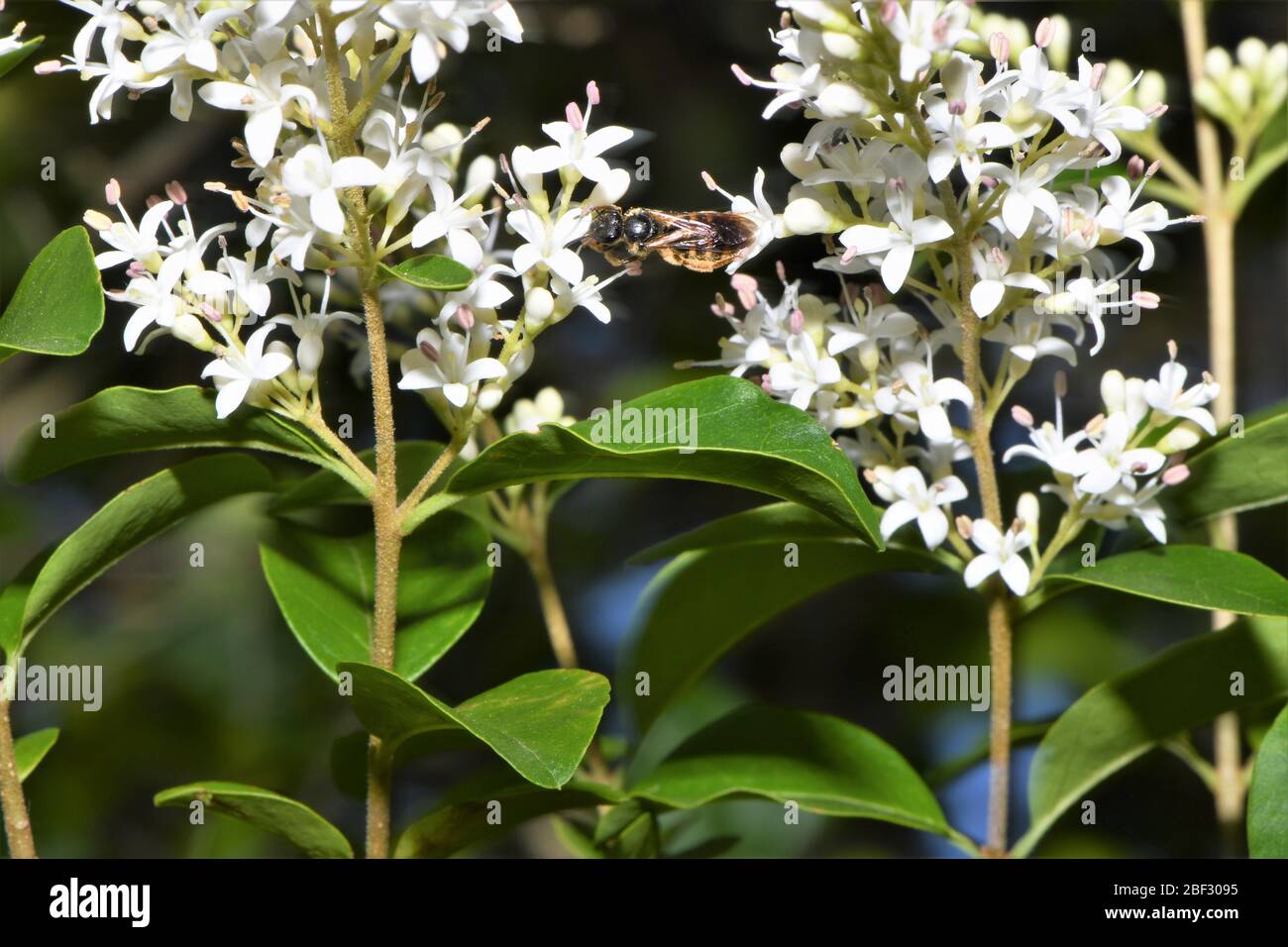 Polen de la abeja de miel. Foto de stock