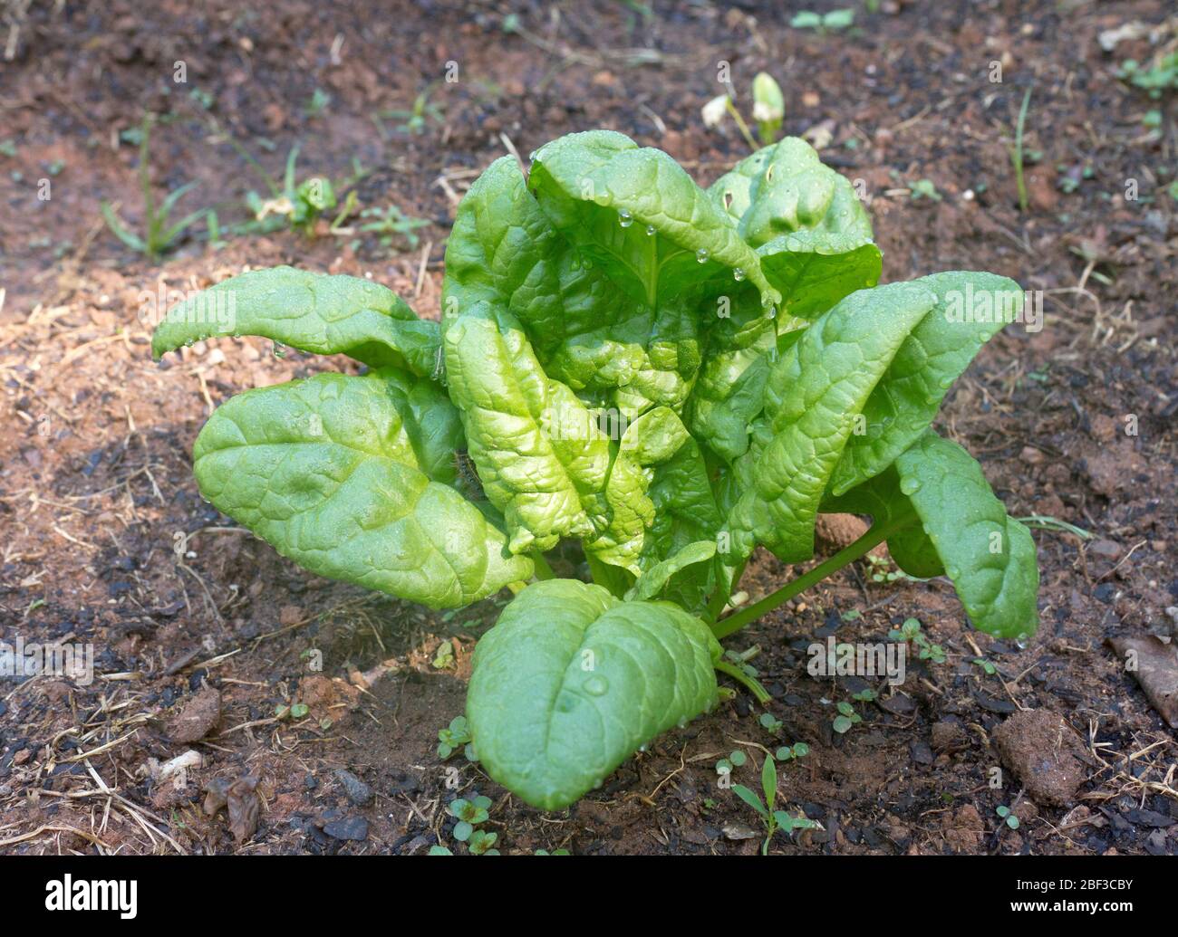 Una planta orgánica de espinacas que crece en un jardín de verano Foto de stock