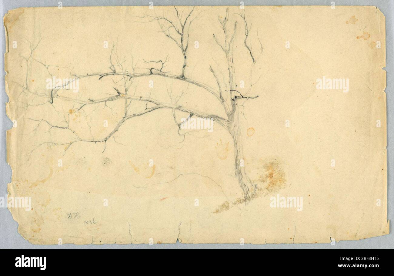 Estudio de un árbol sin hojas. Estudio de un árbol sin hojas. El tronco