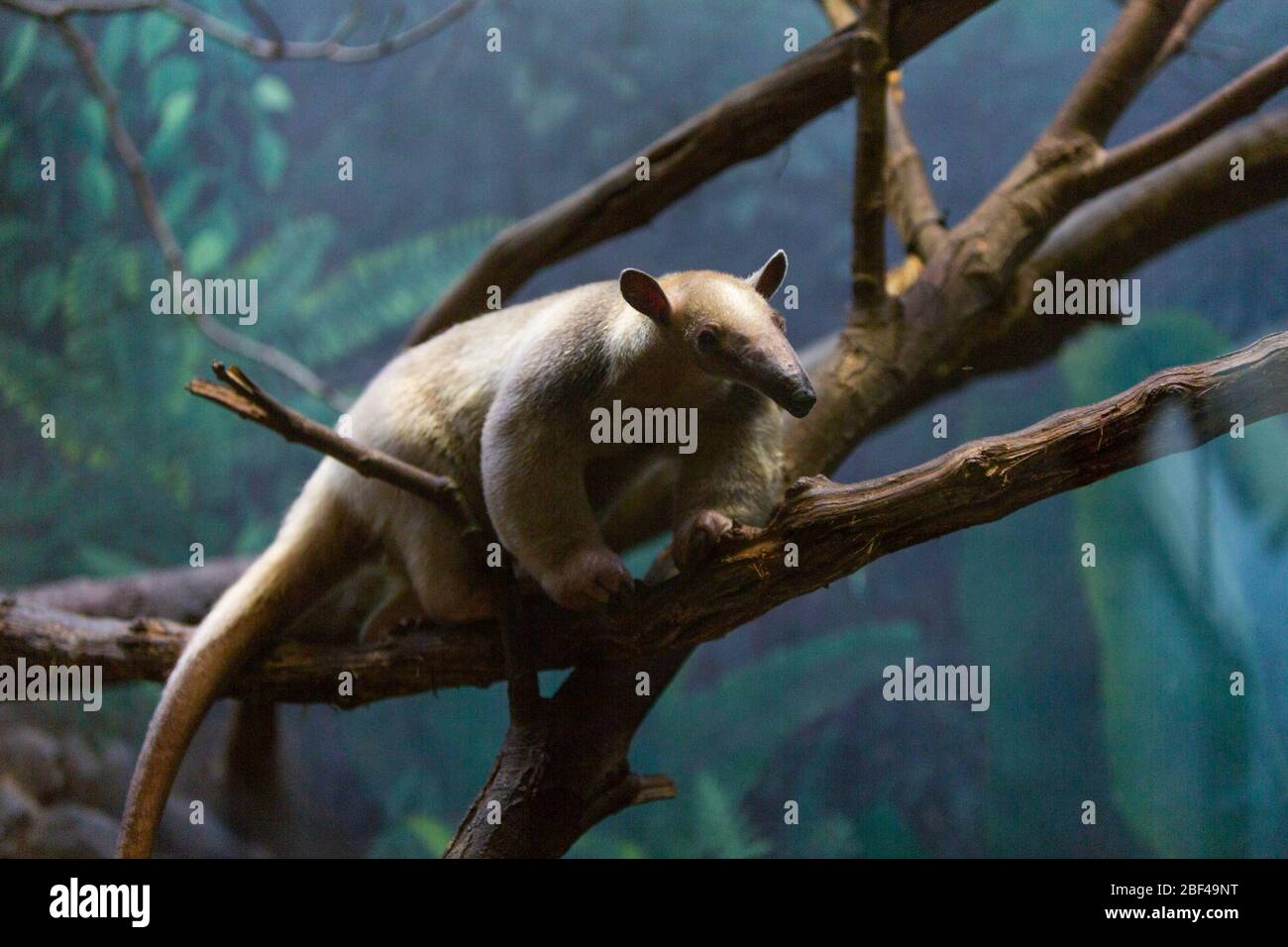 Tamandua del Sur. Especie: Tetradactyla,Género: Tamandua,Familia: Myrmecophagidae,Orden: Pilosa,clase: Mammalia,Phylum: Chordata,Reino: Animalia,Tamandua Sur,Anteater Collado,SMH,Casa mamal pequeña Foto de stock