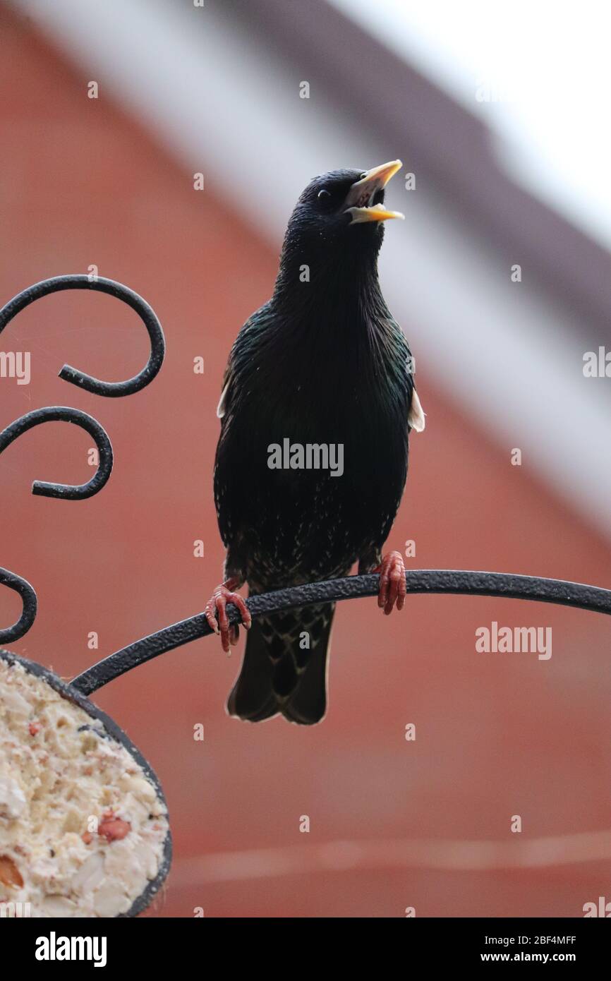 Starling pájaro chirping. Sentado en una valla de madera Foto de stock