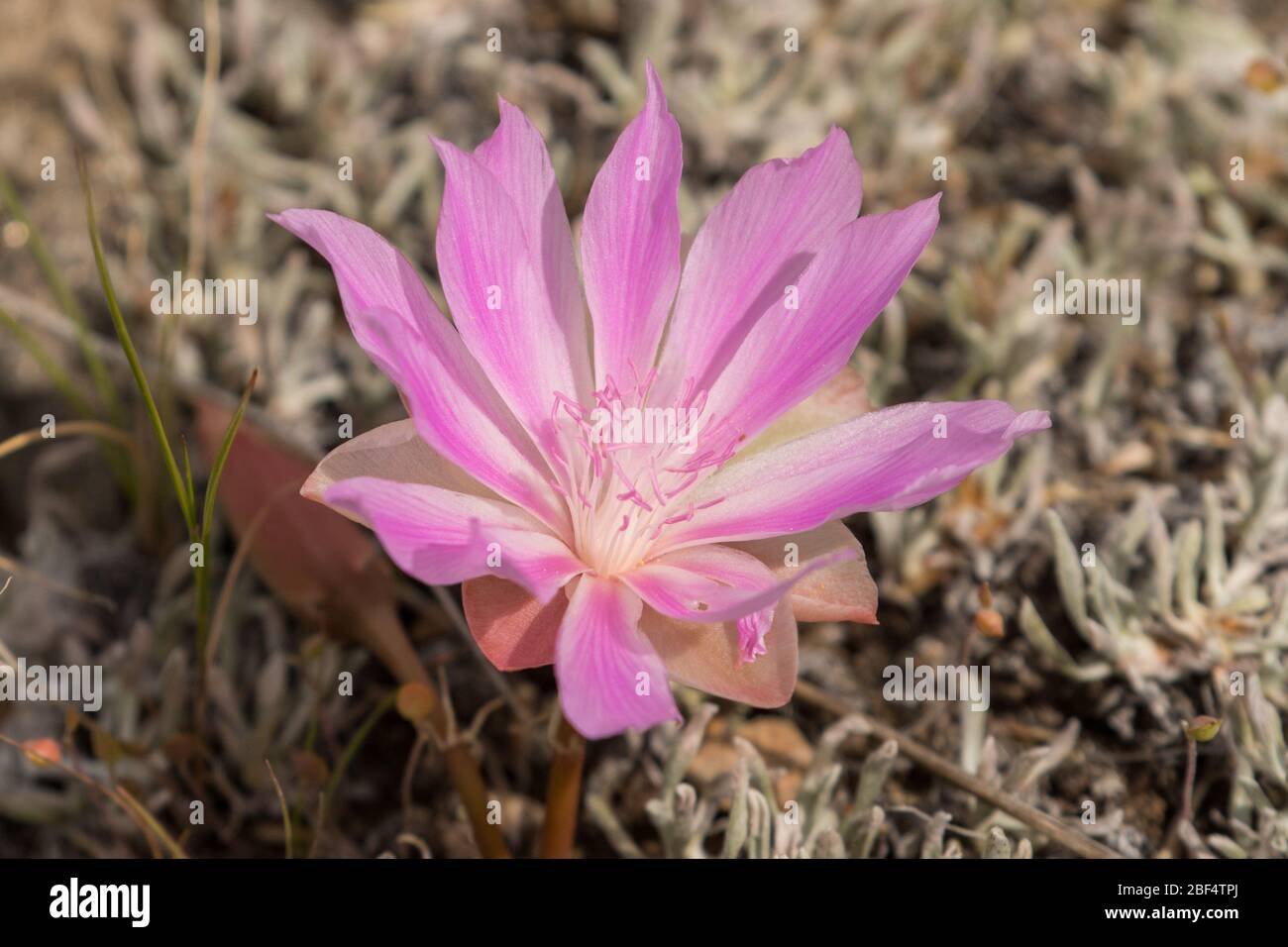 Bitterroot Flower Fotos E Imagenes De Stock Alamy Bitterroot Flower Fotos E Imagenes De Stock Alamy