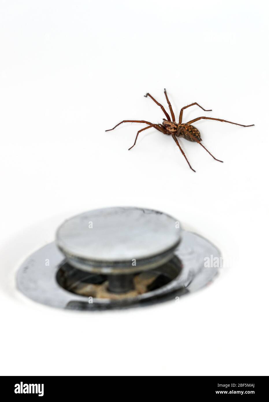 Araña gigante de la casa (Tegenaria Duellica también conocida como Tegenaria gigantea) fotografiada en un baño junto al plughole Foto de stock