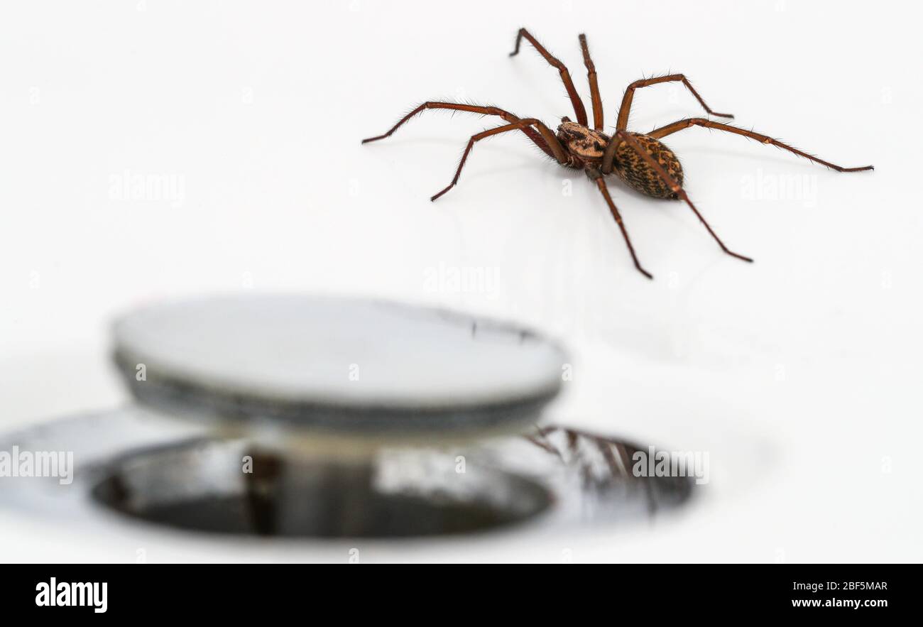 Araña gigante de la casa (Tegenaria Duellica también conocida como Tegenaria gigantea) fotografiada en un baño junto al plughole Foto de stock