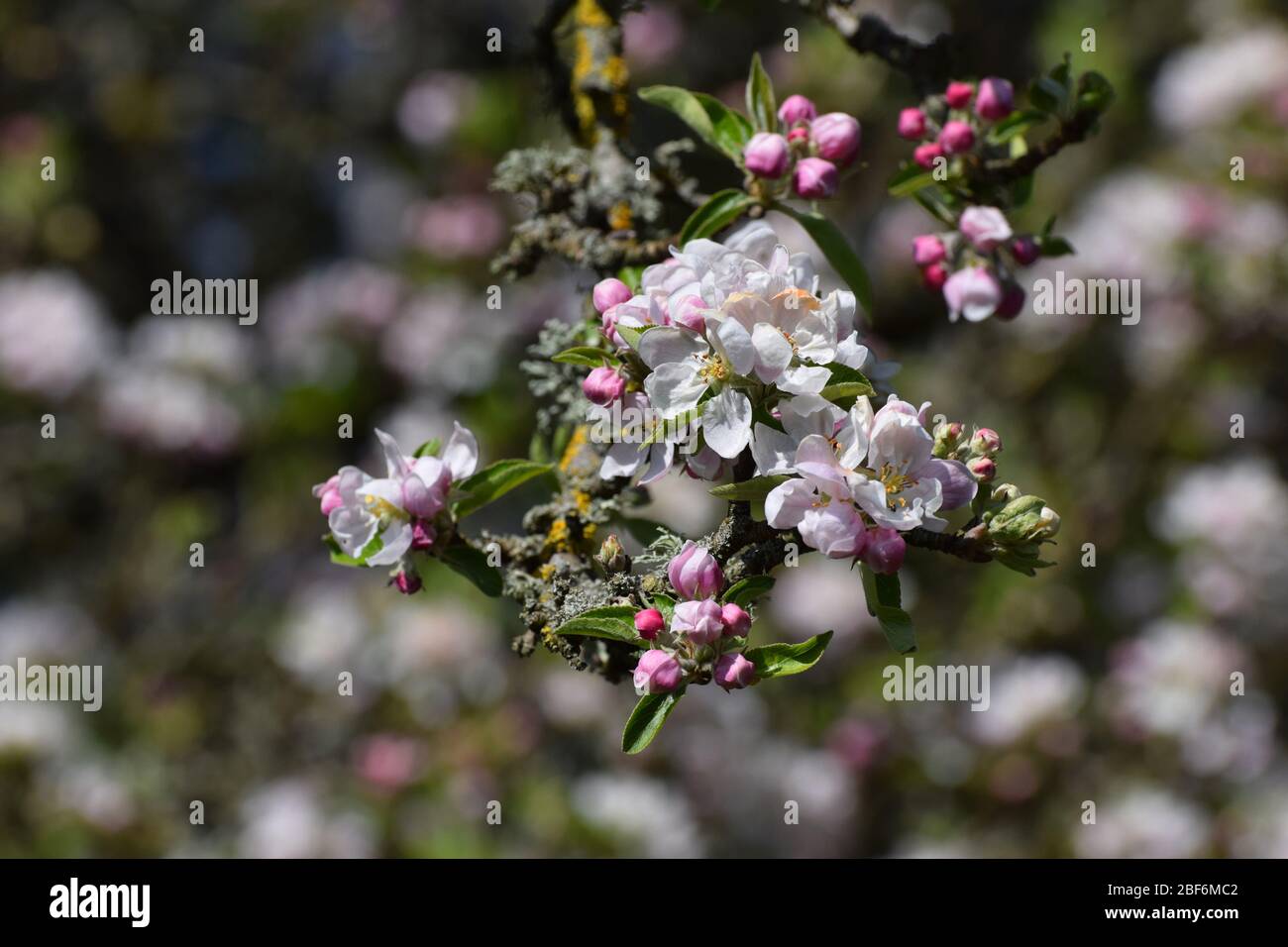 Manzana florece en un manzano en primavera Foto de stock