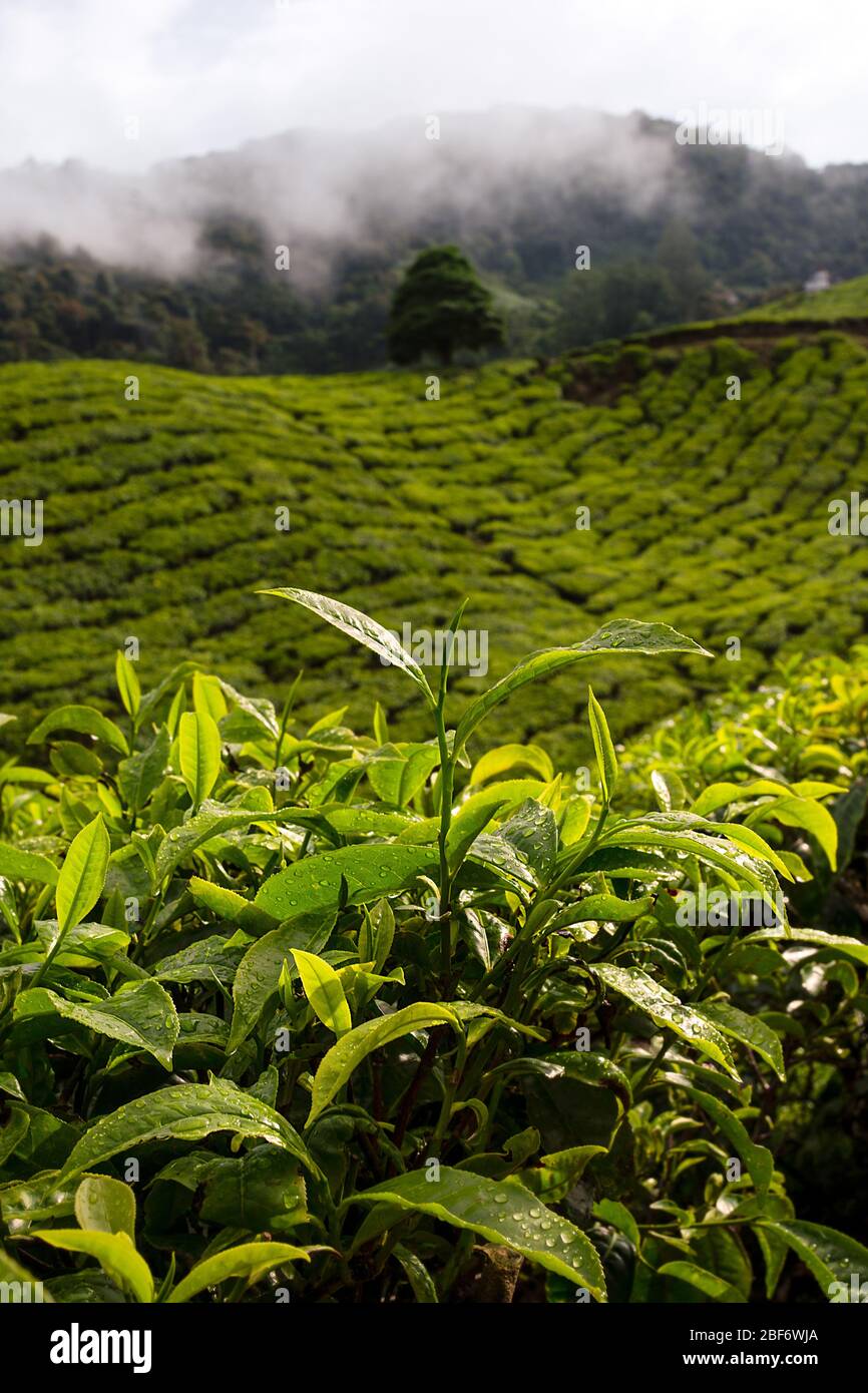 Cerca de una planta de té y las hermosas colinas onduladas de las tierras altas de Cameron cubiertas en granjas de plantaciones de té en el sur de Malasia. Foto de stock