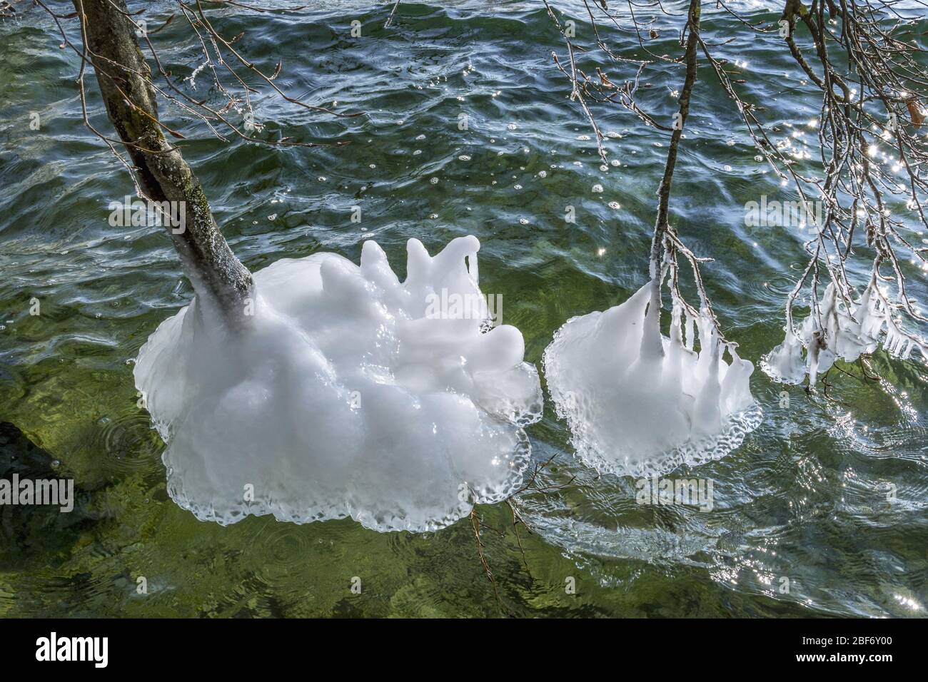 Formación de hielo en las sucursales en invierno en el lago Starnberg, Alemania, Baviera Foto de stock