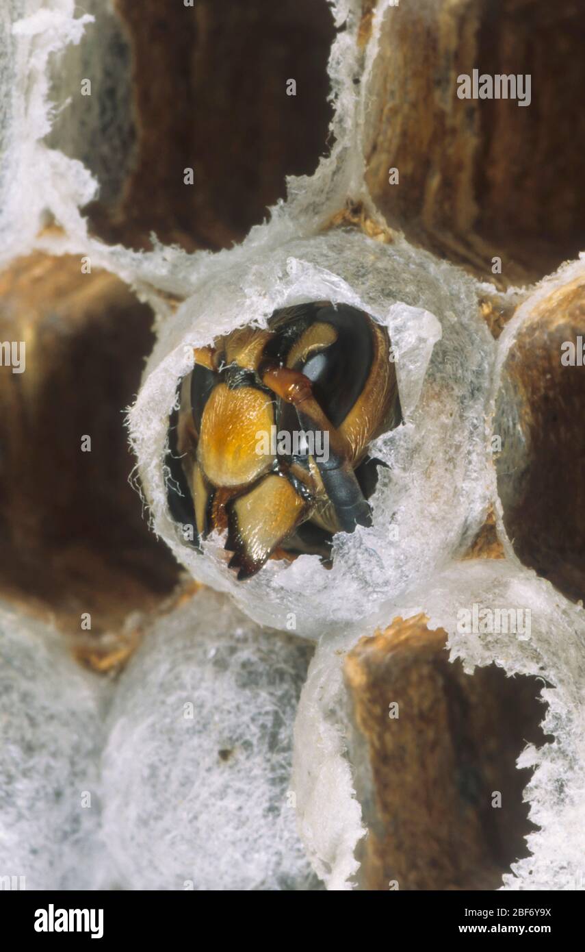 hornet, corneta marrón, corneta europea (Vespa crabro), macho para incubar, Alemania Foto de stock