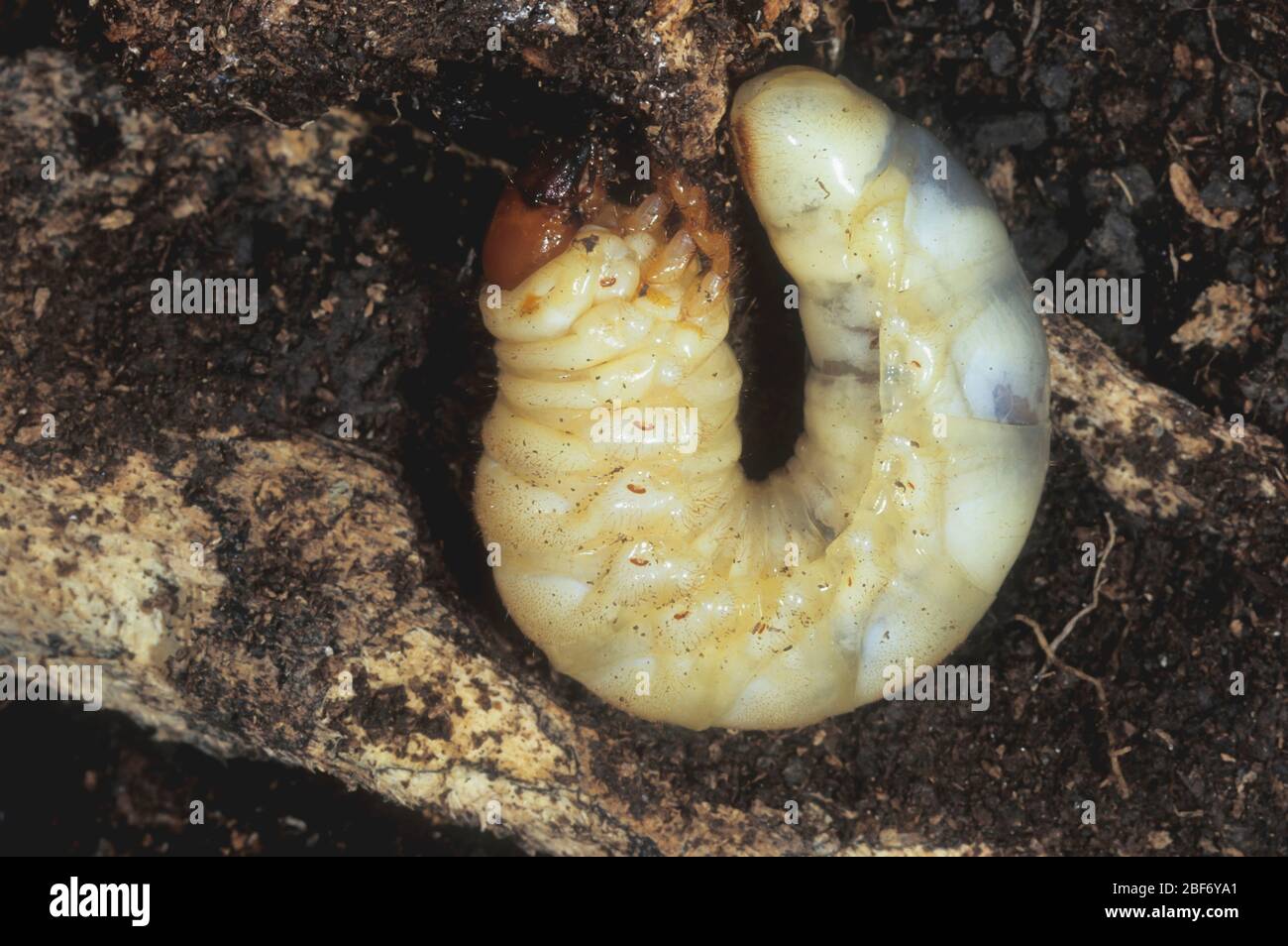 Escarabajo de ciervo, escarabajo de ciervo europeo (Lucanus cervus), larva de un escarabajo de ciervo, Alemania Foto de stock