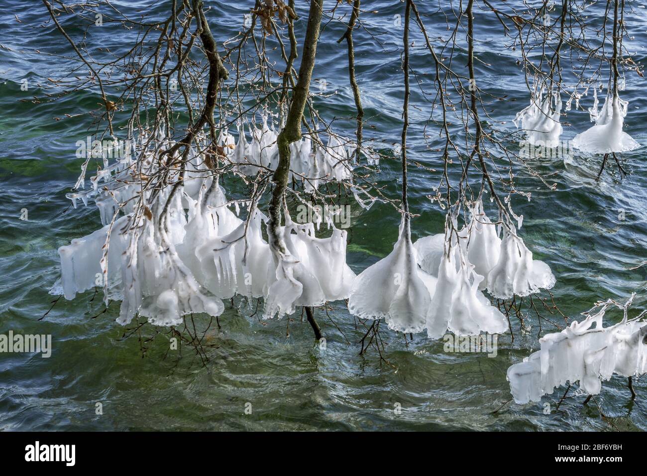 Formación de hielo en las sucursales en invierno en el lago Starnberg, Alemania, Baviera Foto de stock