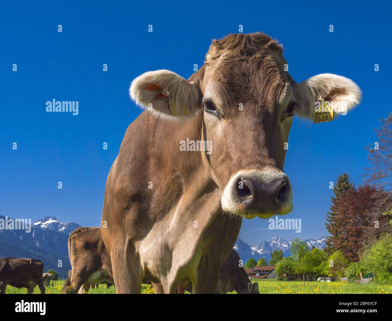 Ganado doméstico (Bos primigenius f. taurus), vaca en el pasto, Alemania, Baviera, Allgaeu, Bayerniederhofen Foto de stock