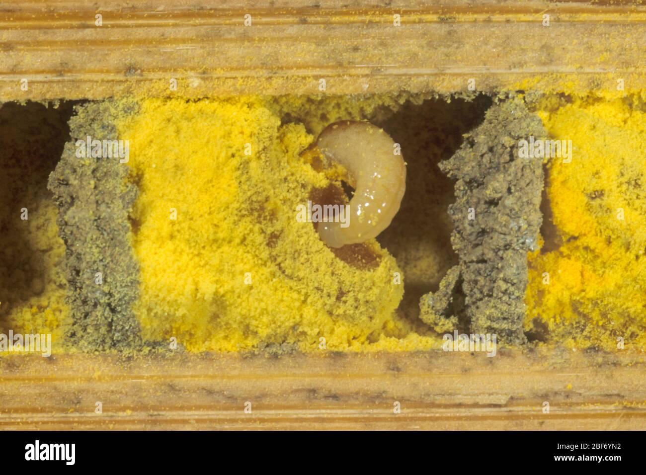 Abeja de masón rojo (Osmia rufa, Osmia bicornis), vista transversal de un tubo de cría con larva y polen, Alemania Foto de stock