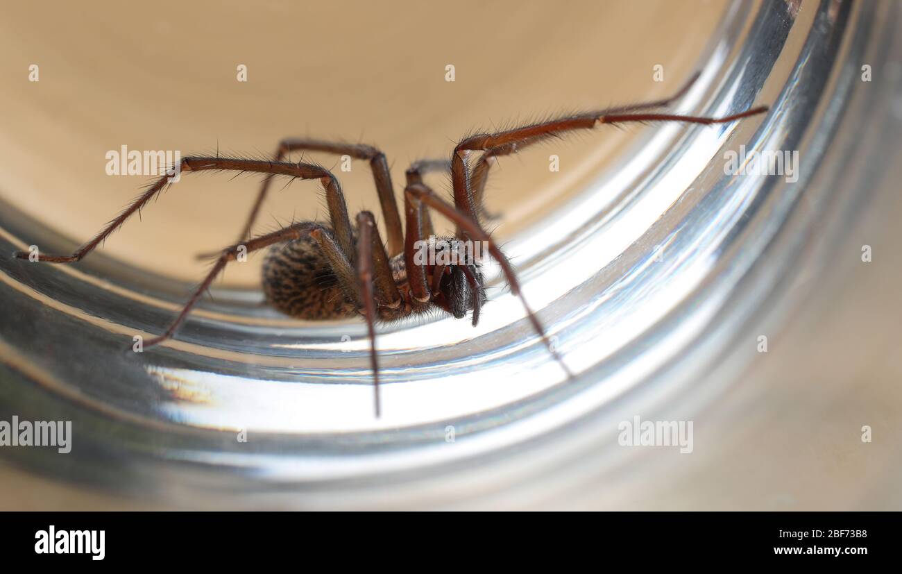 Araña gigante de la casa (Tegenaria Duellica también conocida como Tegenaria gigantea) atrapada en un vaso antes de ser liberado fuera Foto de stock