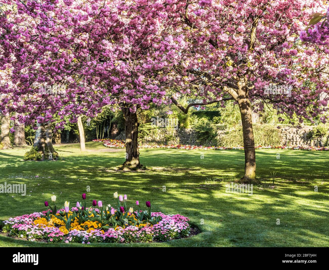 Una cama de tulipanes, primlas amarillas y margaritas de Bellis rosadas con cerezo rosa en flor en el fondo en un parque público urbano en Inglaterra. Foto de stock
