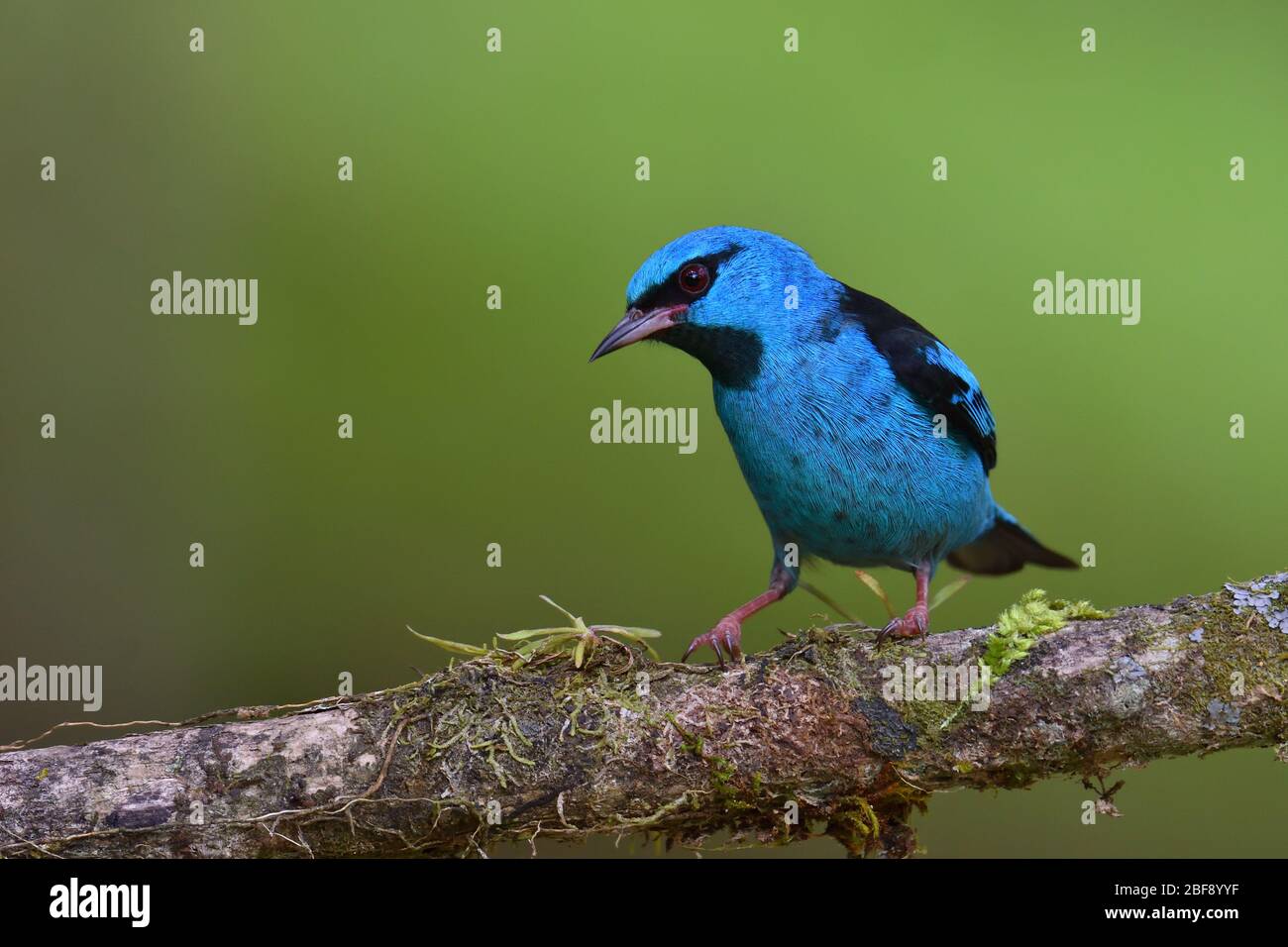 Dacnis azul en la selva tropical costarricense Foto de stock