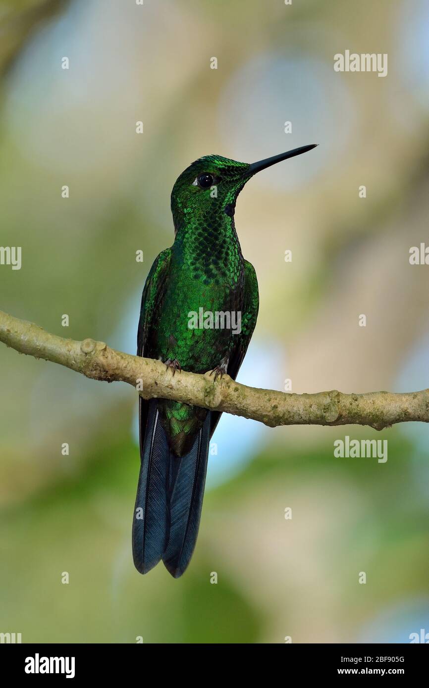 Brillante coronado verde en la selva tropical de Costa Rica Foto de stock