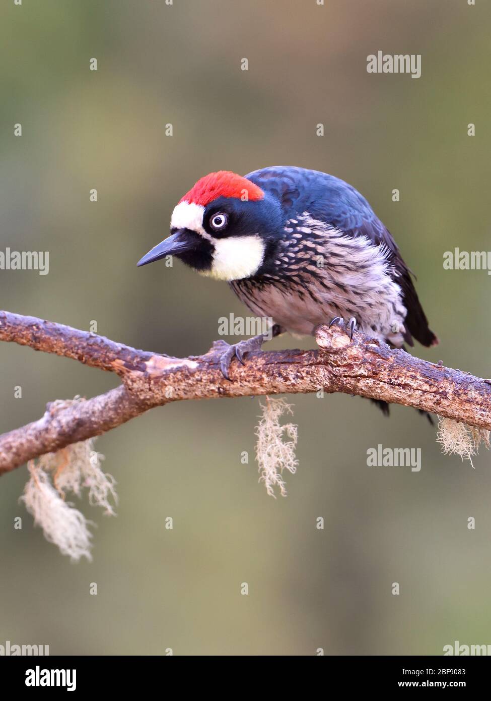Acorn Woodpecker en el bosque nuboso de Costa Rica Foto de stock