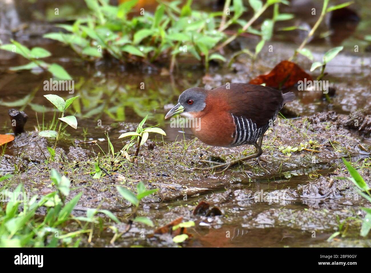 Crazon de garganta blanca en Costa Rica Foto de stock