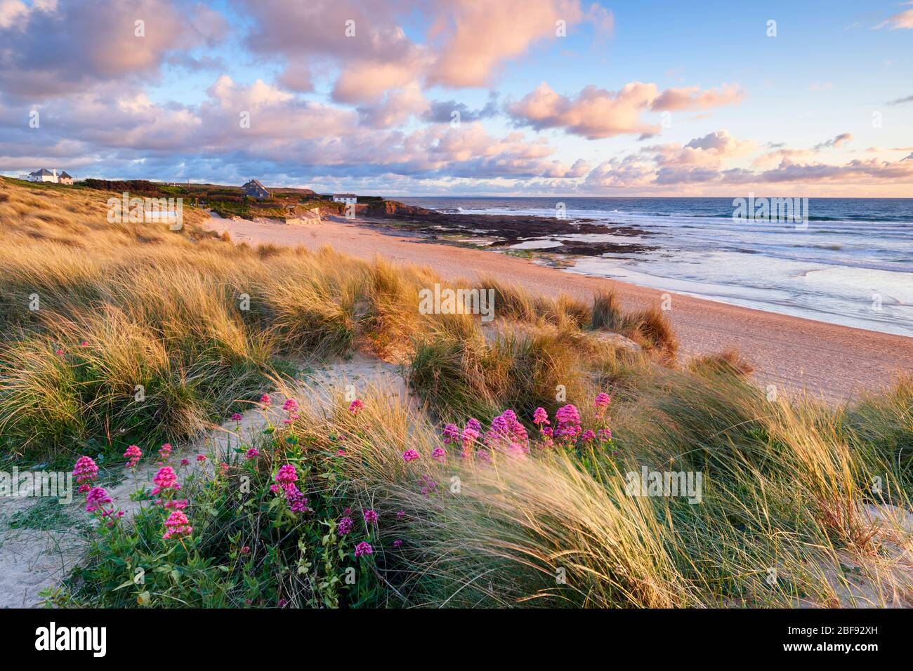 Flores valerianas creciendo entre las dunas de arena en Constantine Bay, North Cornwall Foto de stock