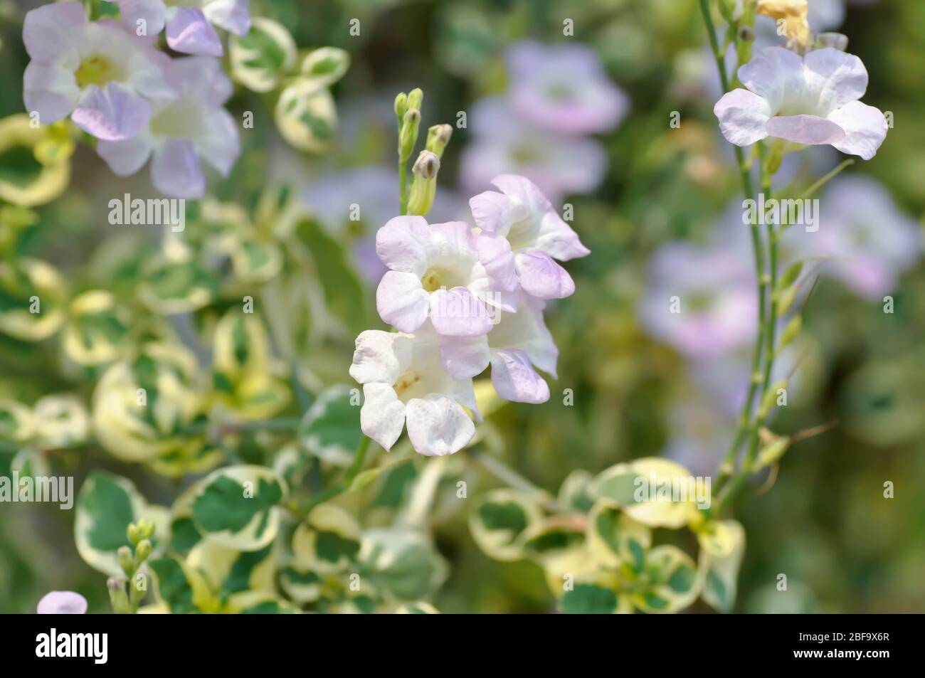 Ganges Primrose, Ganges asystacia río o la flor violeta China Fotografía de  stock - Alamy