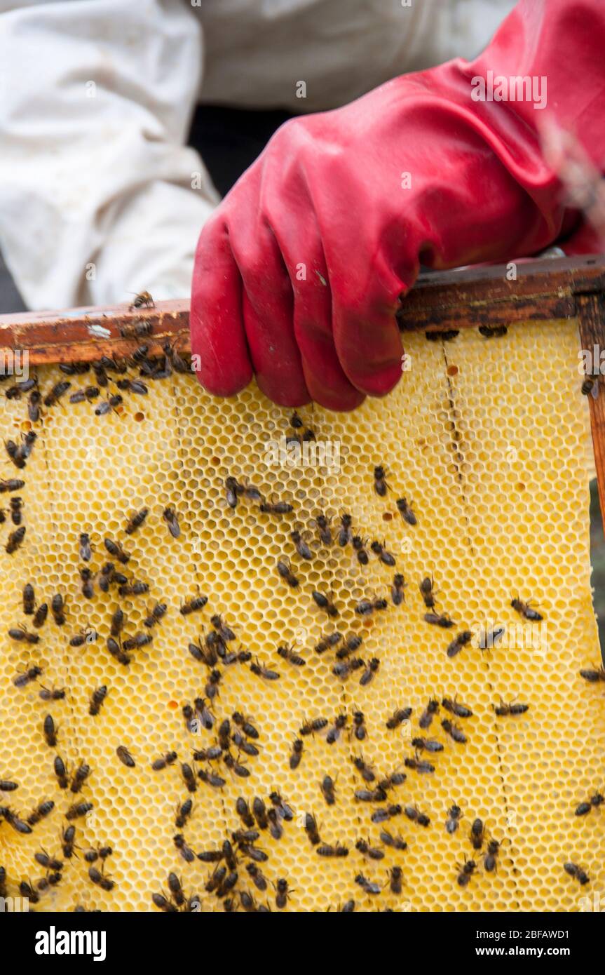 Recogida de miel en Monegros, Aragón, España Foto de stock