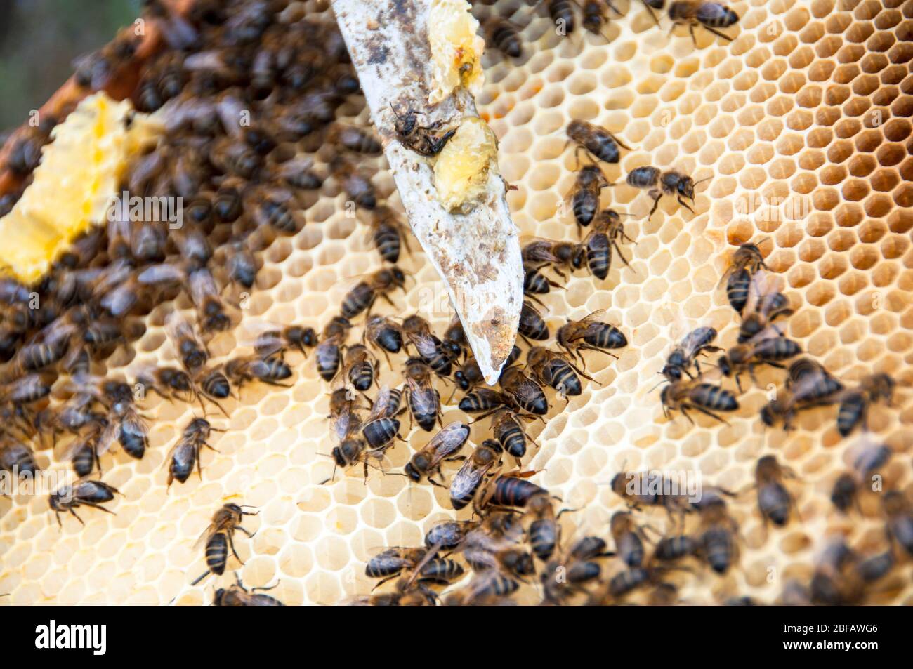 Recogida de miel en Monegros, Aragón, España Foto de stock