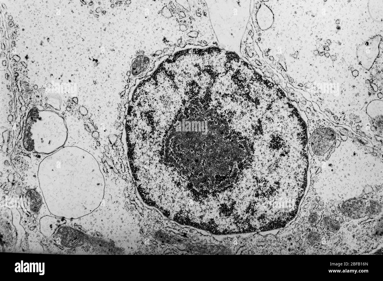Núcleo celular con organelos en el microscopio electrónico 50,000x Foto de stock