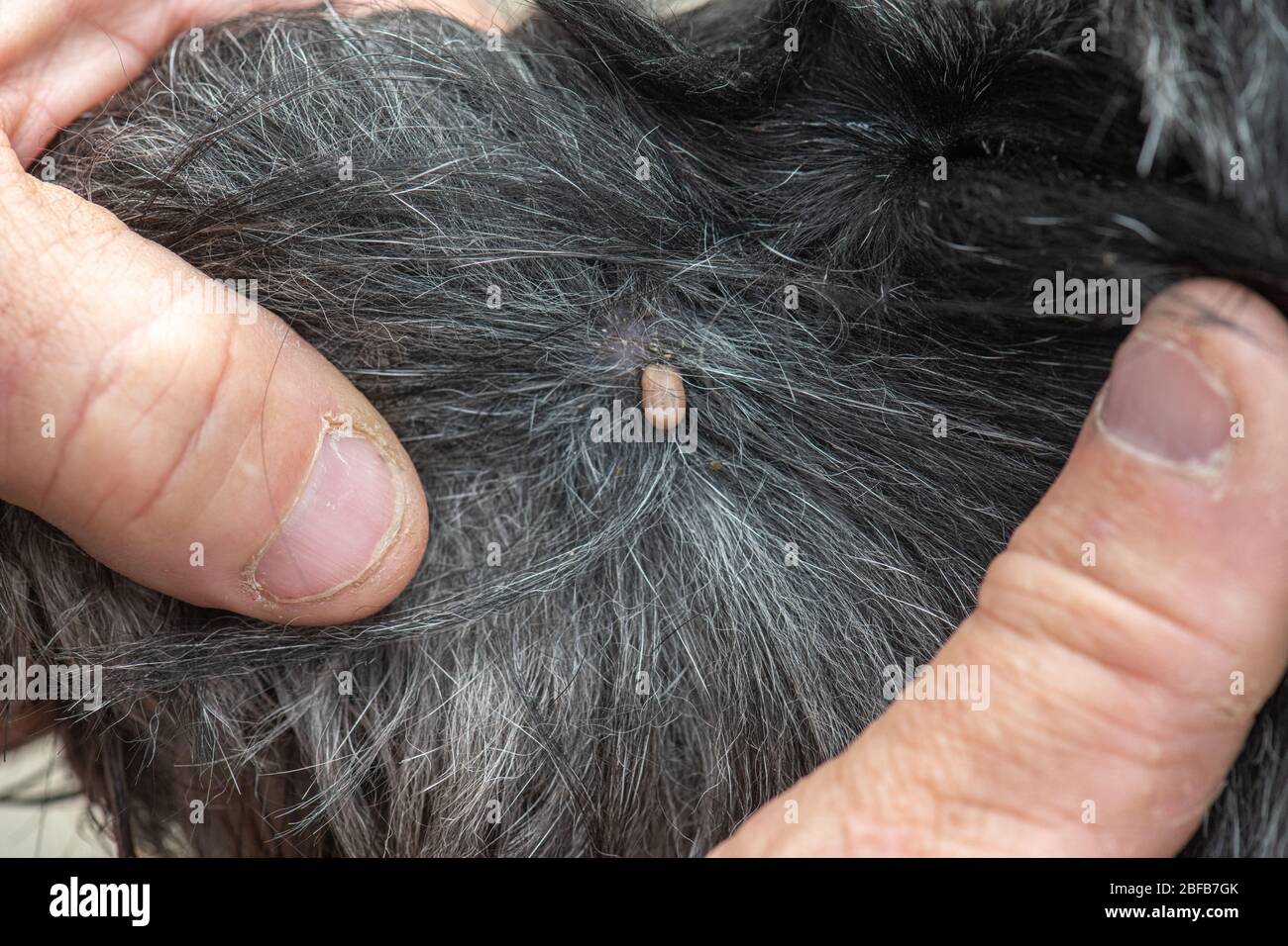 Garrapata incrustada en la piel del perro Fotografía de stock - Alamy