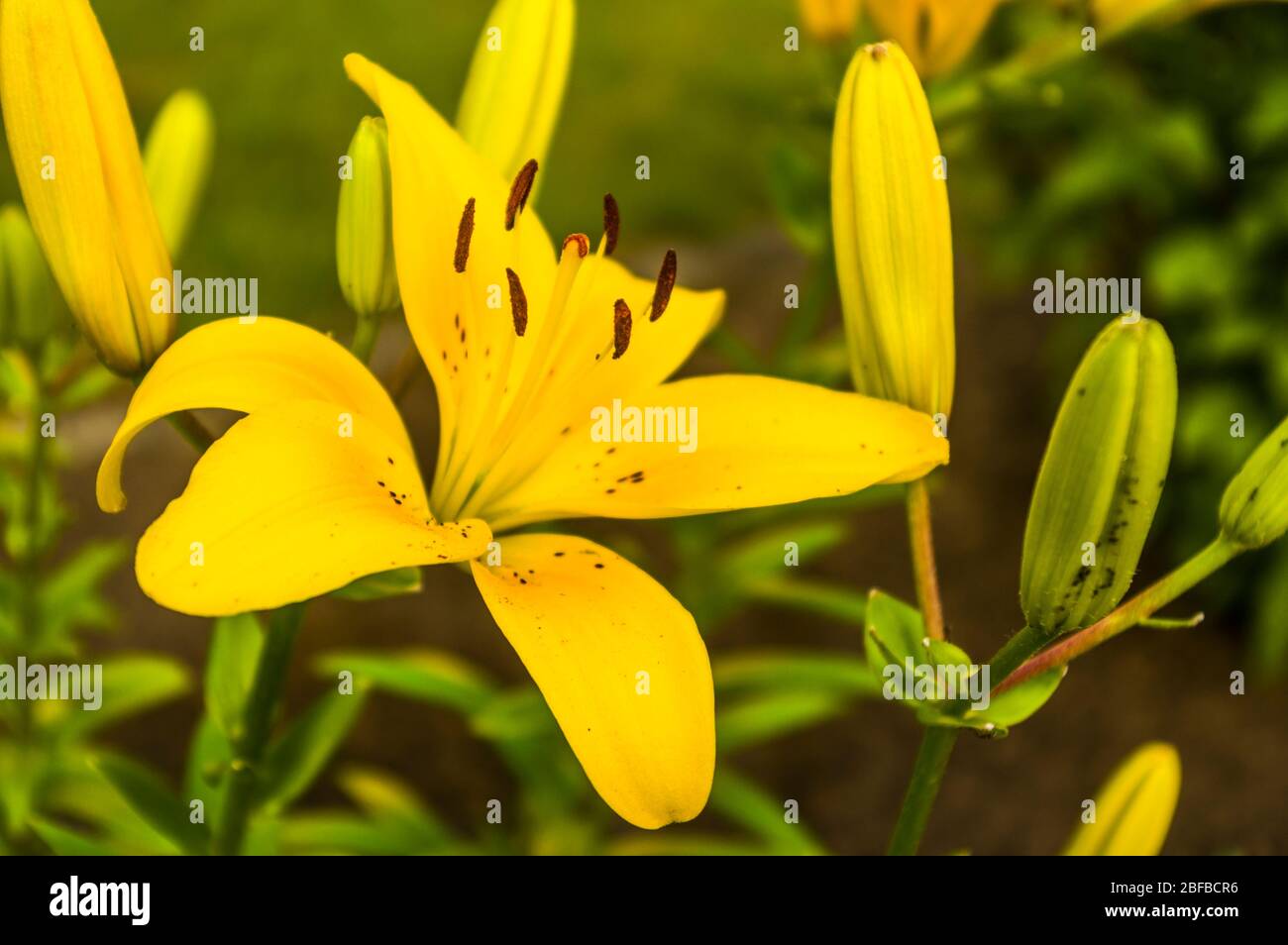 hibisco amarillo flor abierto cerrado primer plano. enfoque selectivo Foto de stock