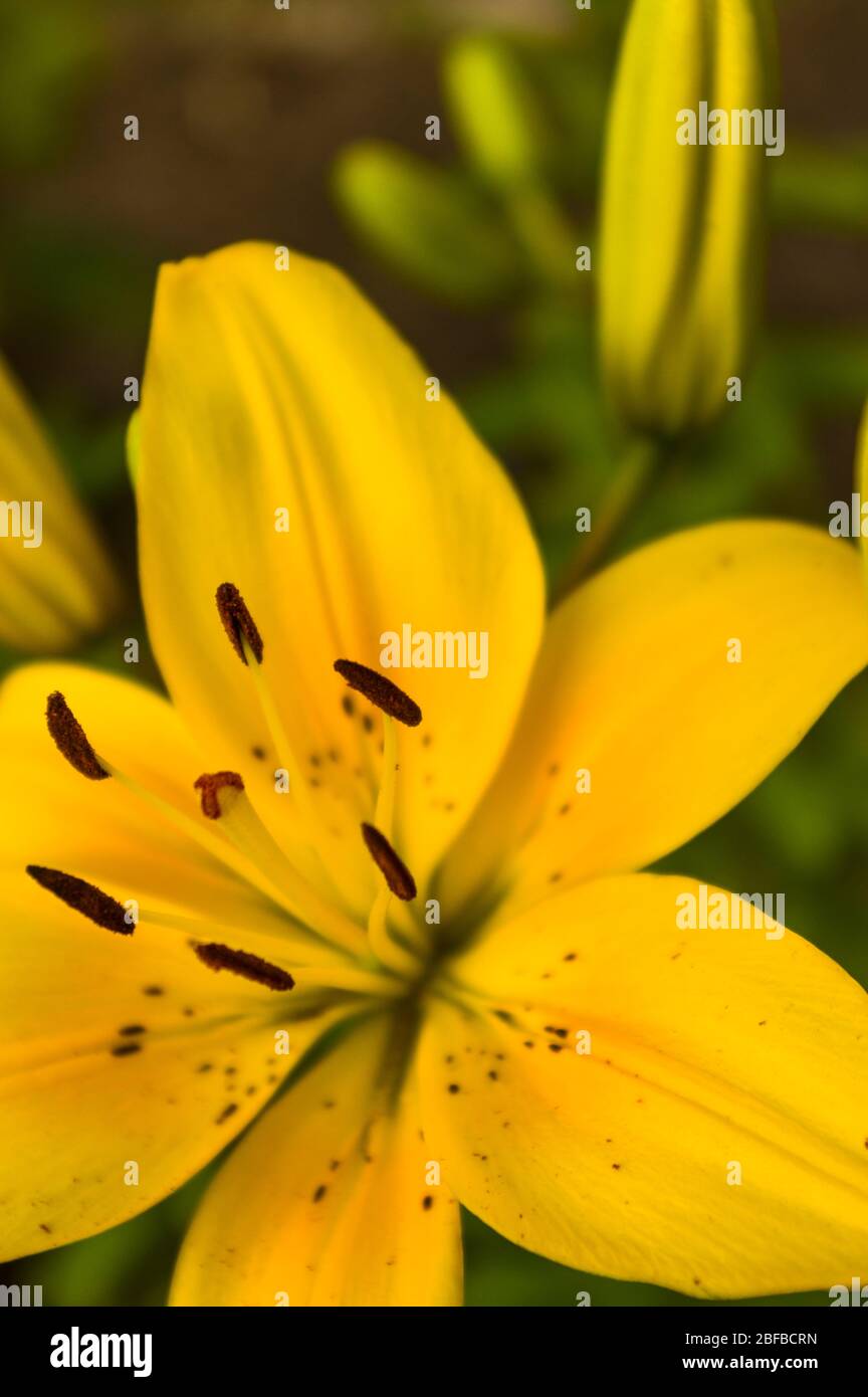amarillo hibisco flor abierto cerrado primer plano enfoque selectivo Foto de stock