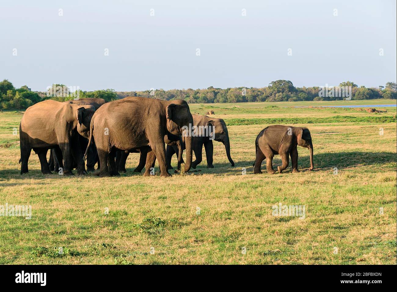 Parque Nacional Kaudulla, sri Lanka - Agosto 2015: Pequeña manada de elefantes asiáticos Foto de stock