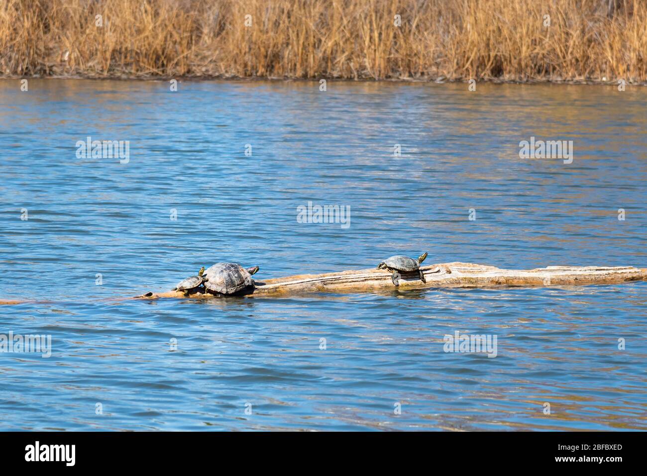 Tortugas pintadas tomando sol caliente en el estanque de troncos en primavera Foto de stock