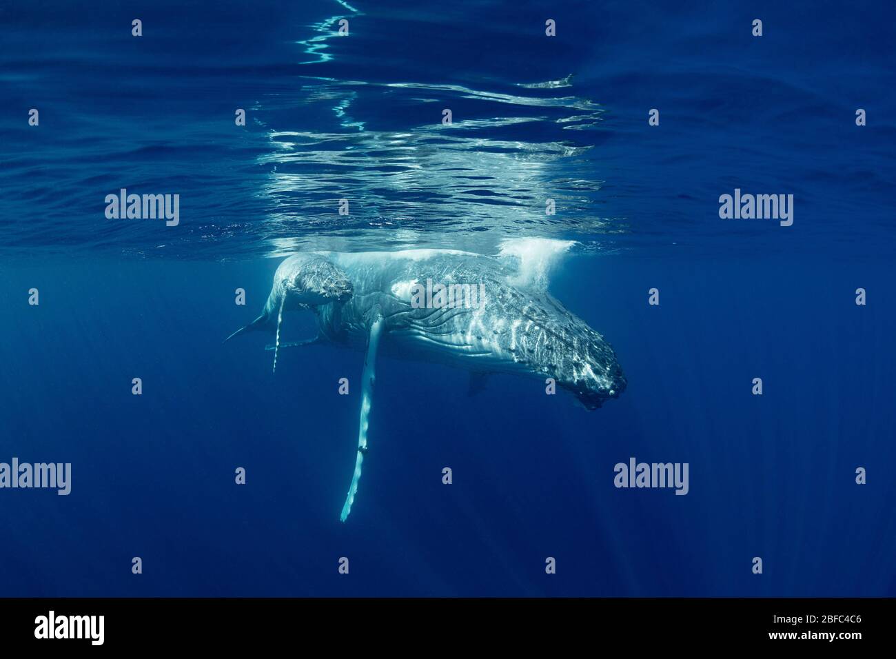 Madre de ballena jorobada y pequeño becerro, Megaptera novaeangliae, descansando justo debajo de la superficie, cerca de la isla de Nomuka, grupo de ha'apai, Reino de Tonga Foto de stock