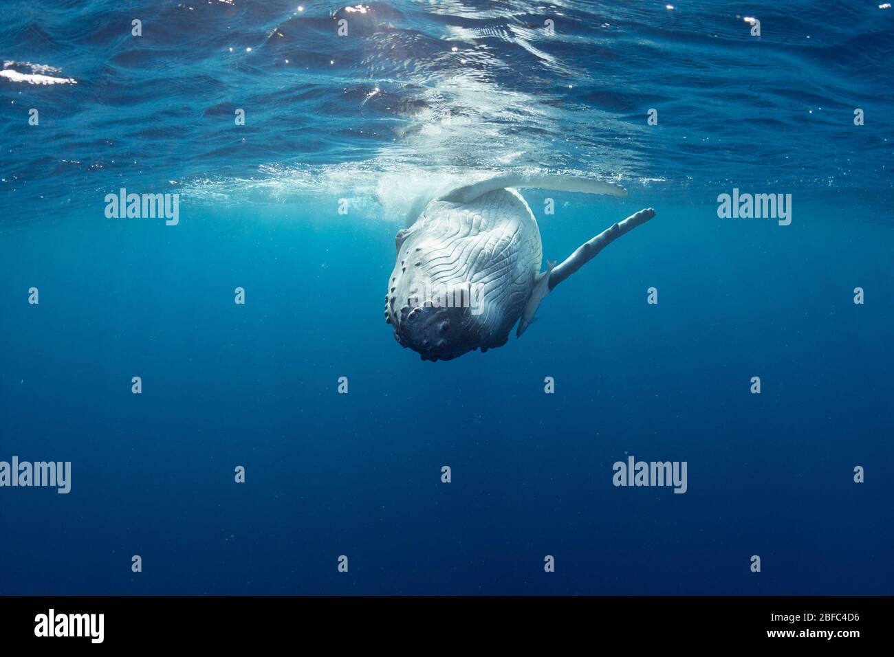 Juguetón becerro de ballena jorobada, Megaptera novaeangliae, rodando en la superficie, con peces remora comensales frente a la aleta pectoral derecha, Vava'u, Tonga Foto de stock