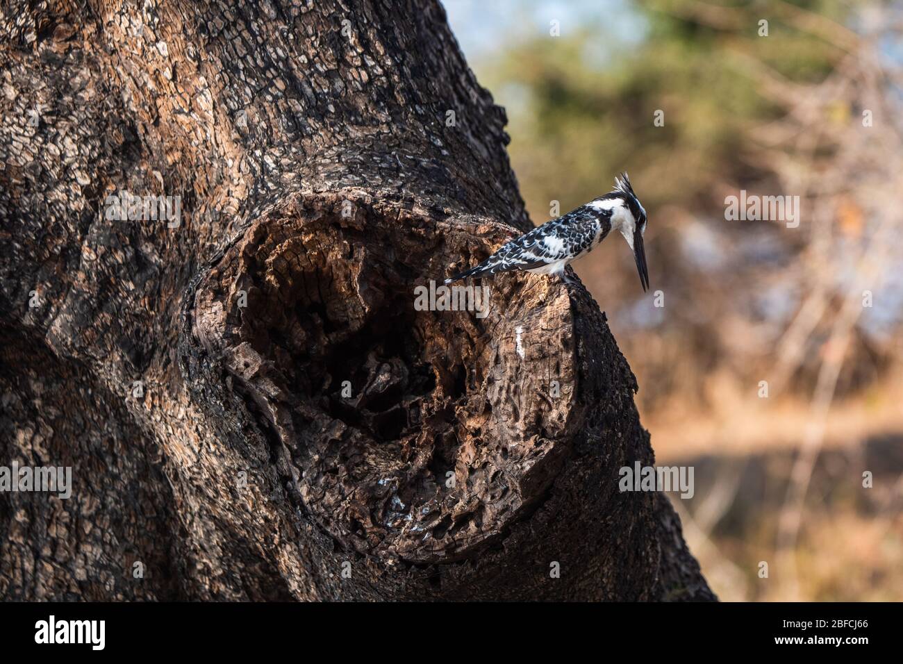 Pájaro pescador pied sentado en un tronco de árbol en el Parque Nacional Chobe, Botswana Foto de stock