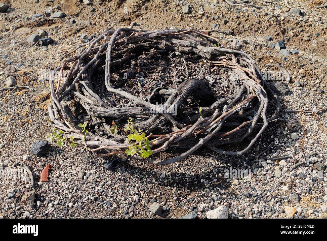 Las vides de uva se enrollaron en un círculo para proteger contra el viento y retener la humedad llamada Kouloura en Santorini, Grecia. Foto de stock