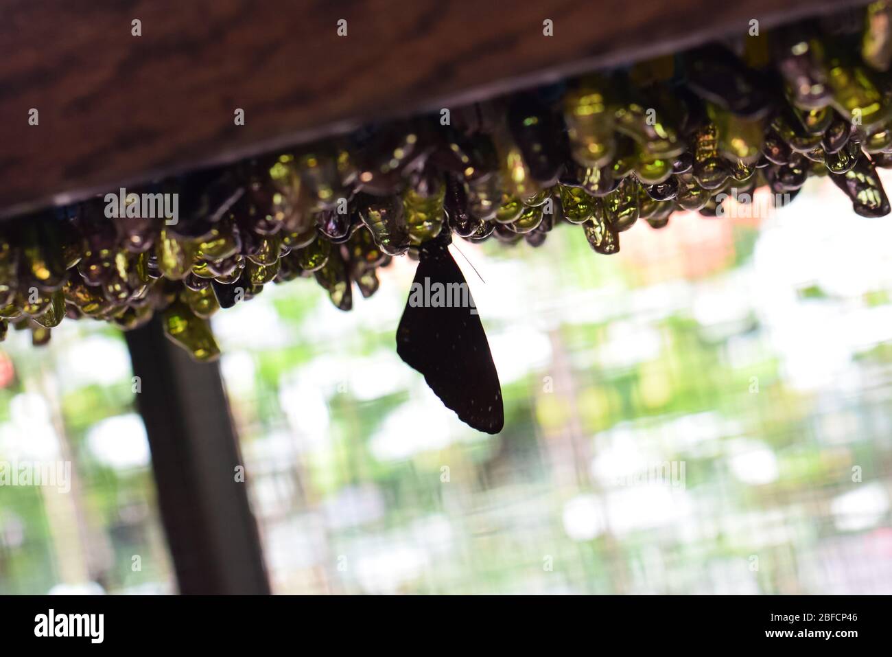 Mariposas recién nacidas en el jardín de mariposas de Bali Foto de stock