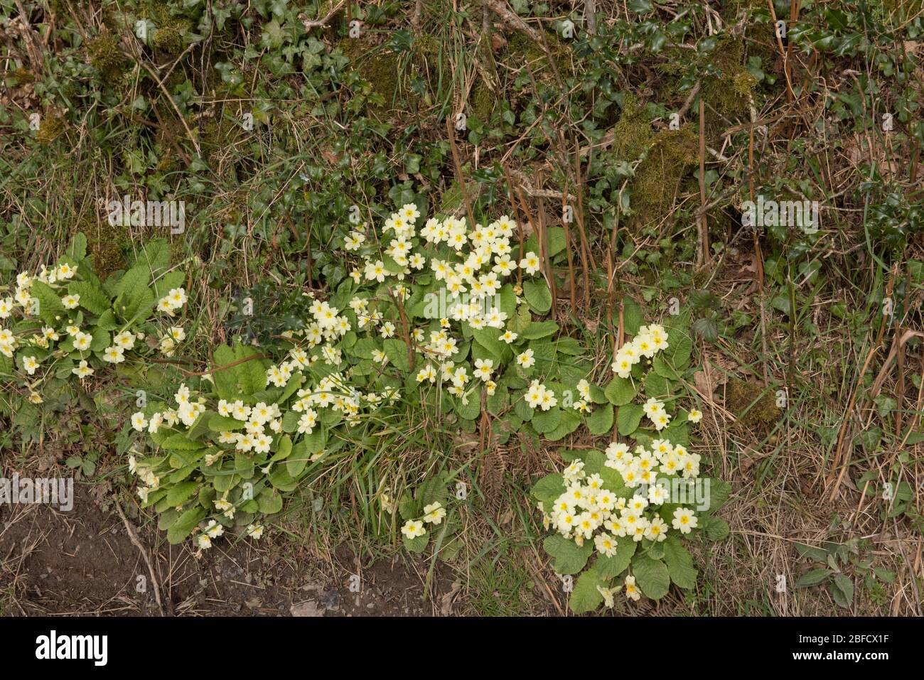 Primavera floración planta de Primrose silvestre (Primula vulgaris) en un Grassy Roadside Verge en el Devon Rural, Inglaterra, Reino Unido Foto de stock