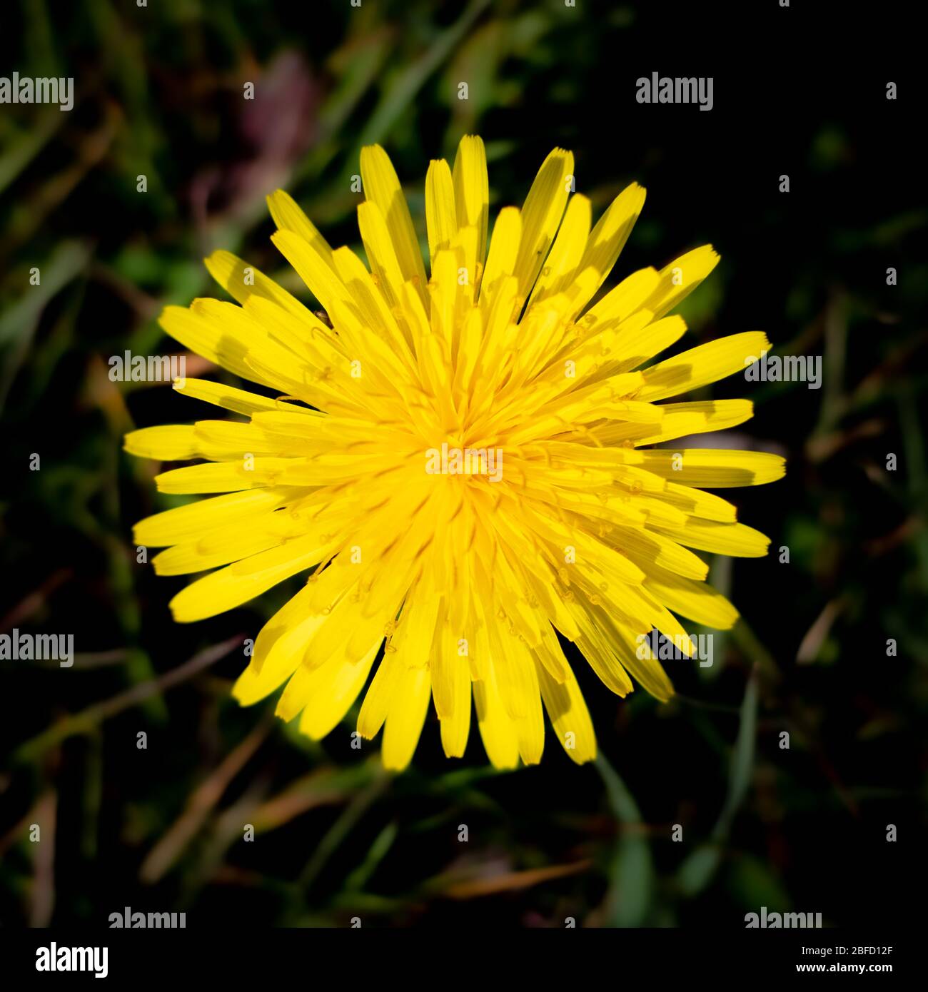 Flor de diente de león cerca en un prado Foto de stock
