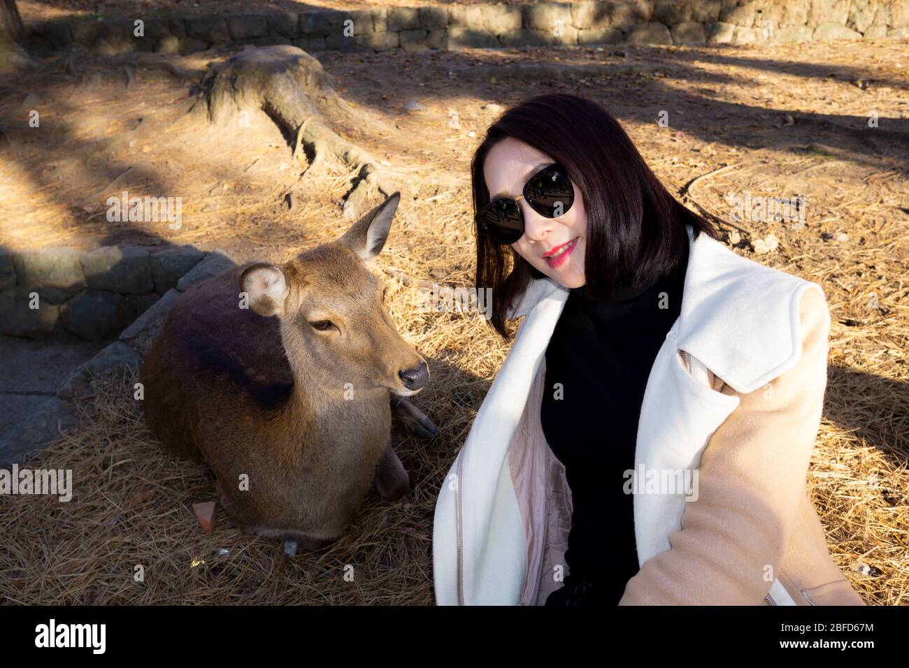 El Parque Nara es un gran parque en el centro de la ciudad de Nara, uno de los parques más antiguos de Japón, establecido en 1880. Más de mil ciervos se han convertido en símbolo. Foto de stock