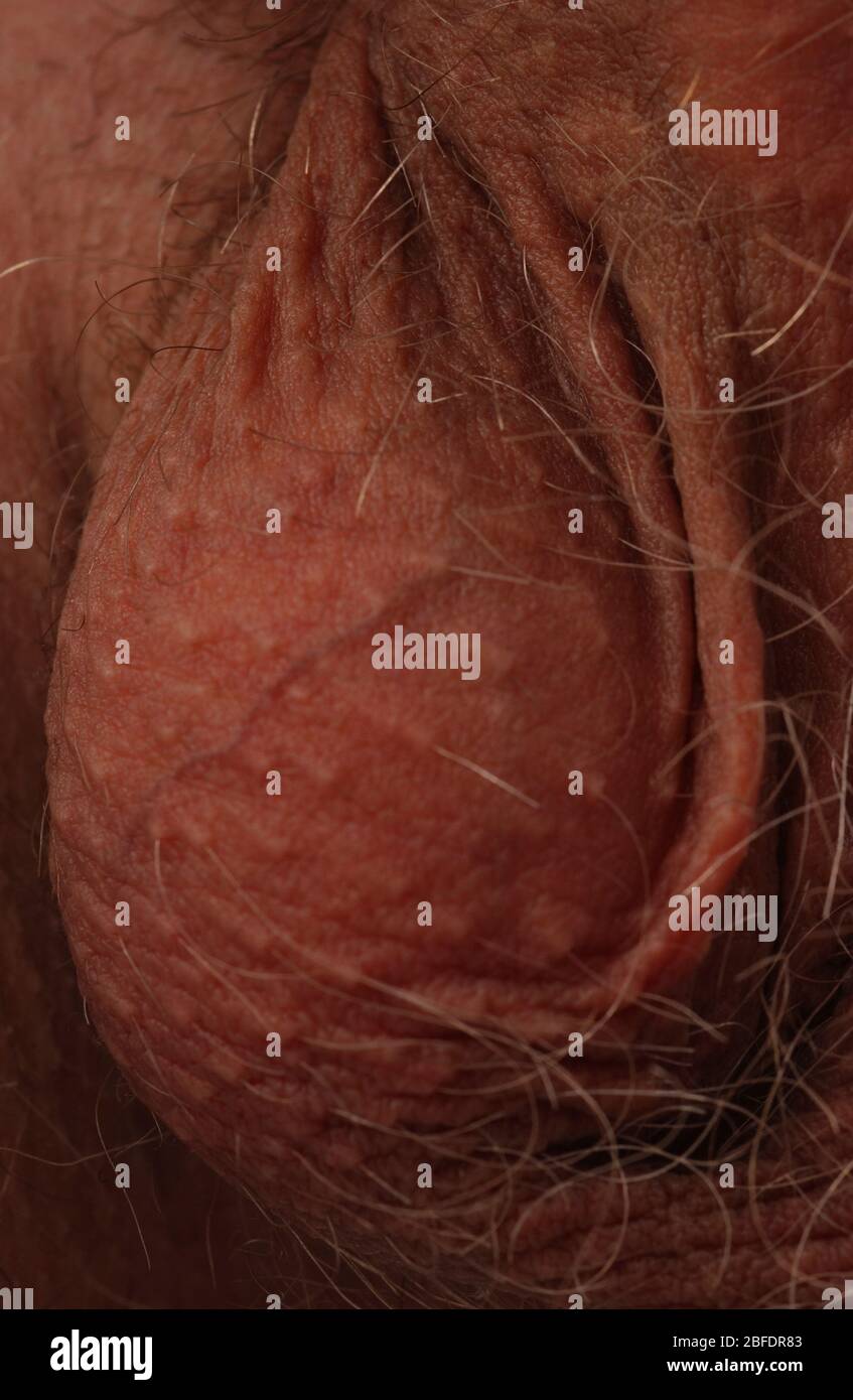 Los testículos, parte del sistema reproductor masculino Foto de stock