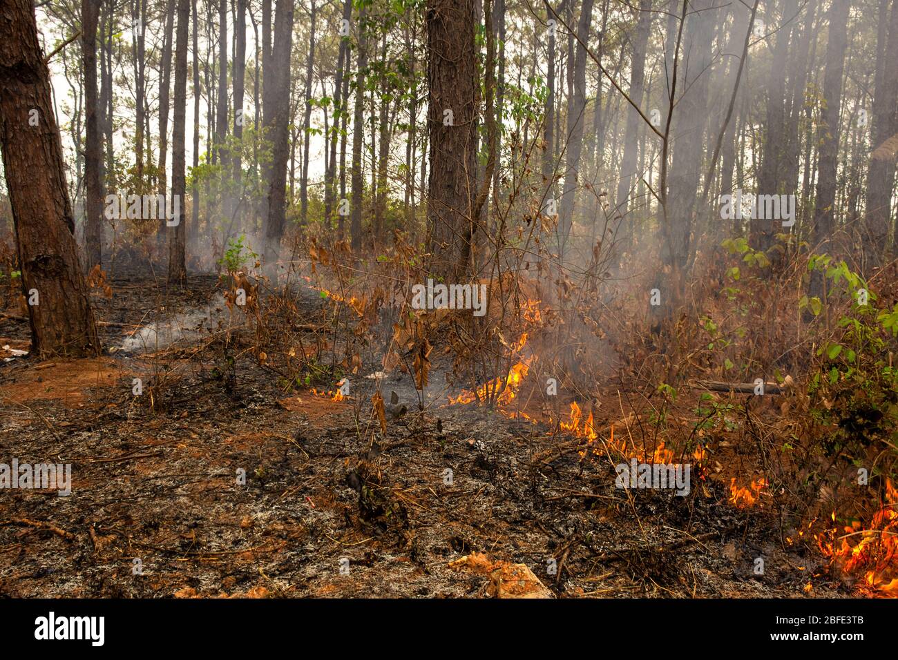 Una línea de fuego de pequeñas llamas se quema a través de un combustible de hojas viejas y pequeñas plantas en un suelo forestal. Foto de stock
