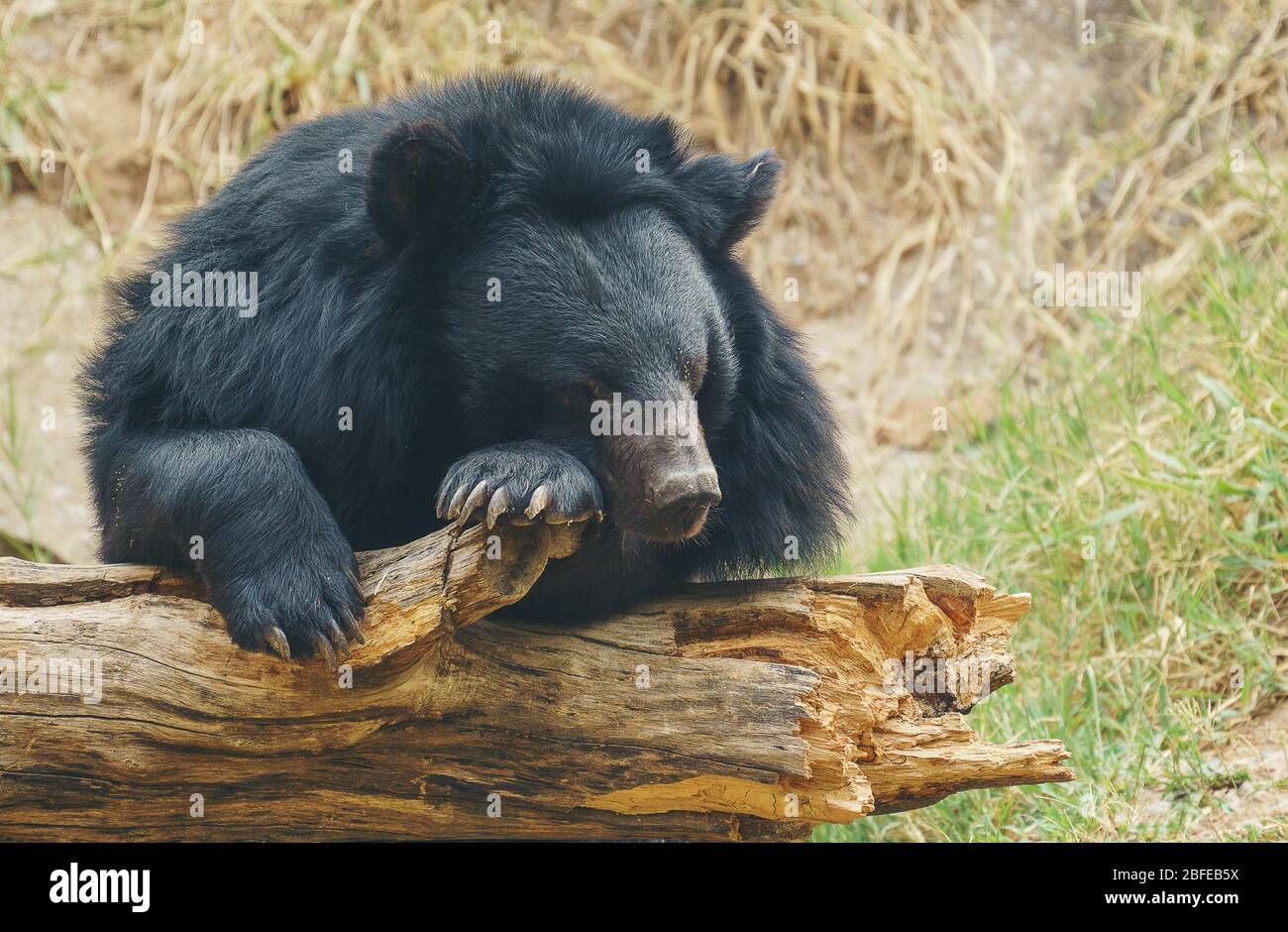 oso negro asiático o oso lunar Foto de stock