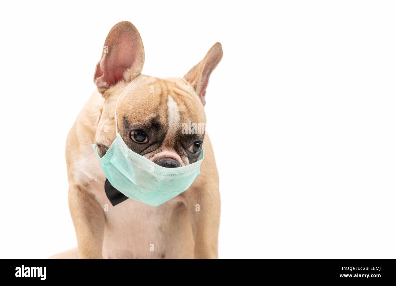 Bulldog francés usando máscara facial quirúrgica para prevenir la gripe, la  contaminación y el covid19 aislado sobre fondo blanco, concepto de cuidado  de salud para mascotas Fotografía de stock - Alamy