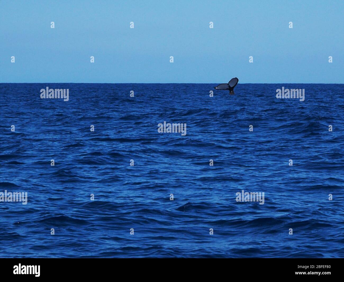 Aleta caudal de una ballena jorobada de buceo en el océano Índico alrededor de la costa de la isla de la Reunión Foto de stock