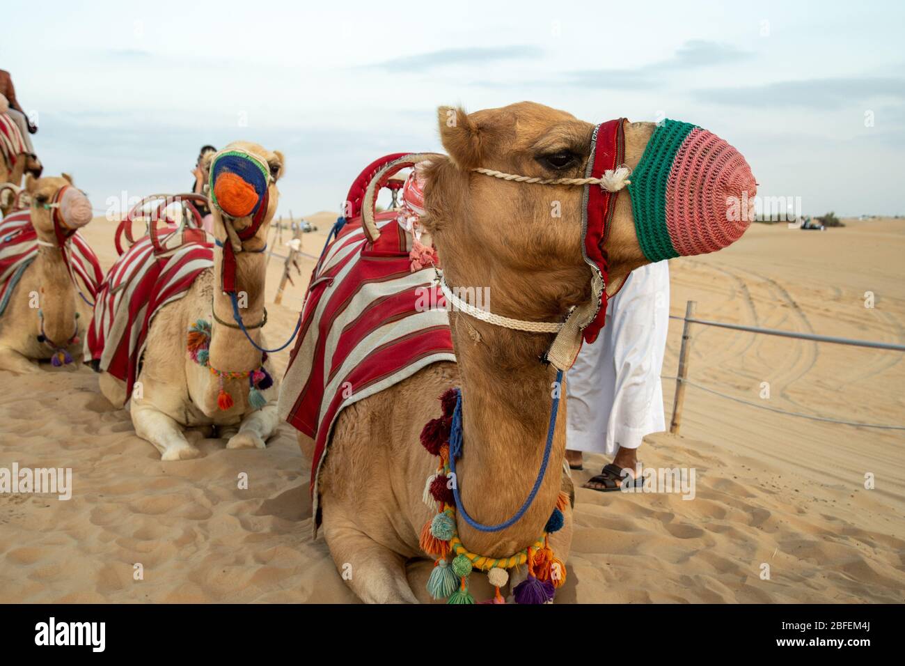 Patas de camello de las mujeres fotografías e imágenes de alta resolución -  Alamy