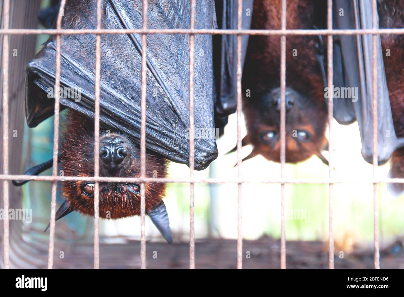 El vuelo de los murciélagos de las mezclas al revés en una jaula en un  mercado para la alimentación y la alimentación, Sumatra, Indonesia  Fotografía de stock - Alamy
